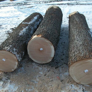 Cherry Logs (Premium Hardwood – Bulk Supply Worldwide)