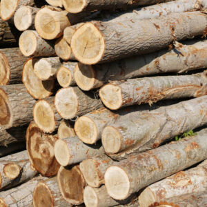 Poplar FireWood