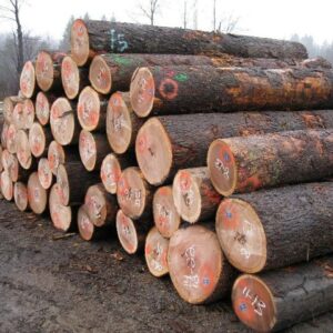 Oak Logs (Hardwood Timber – Bulk Supply Worldwide)