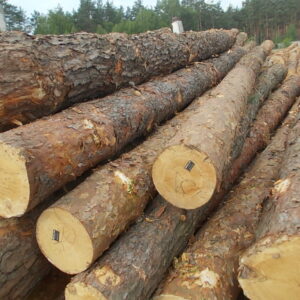 Pine Logs (Softwood Timber – Bulk Supply Worldwide)