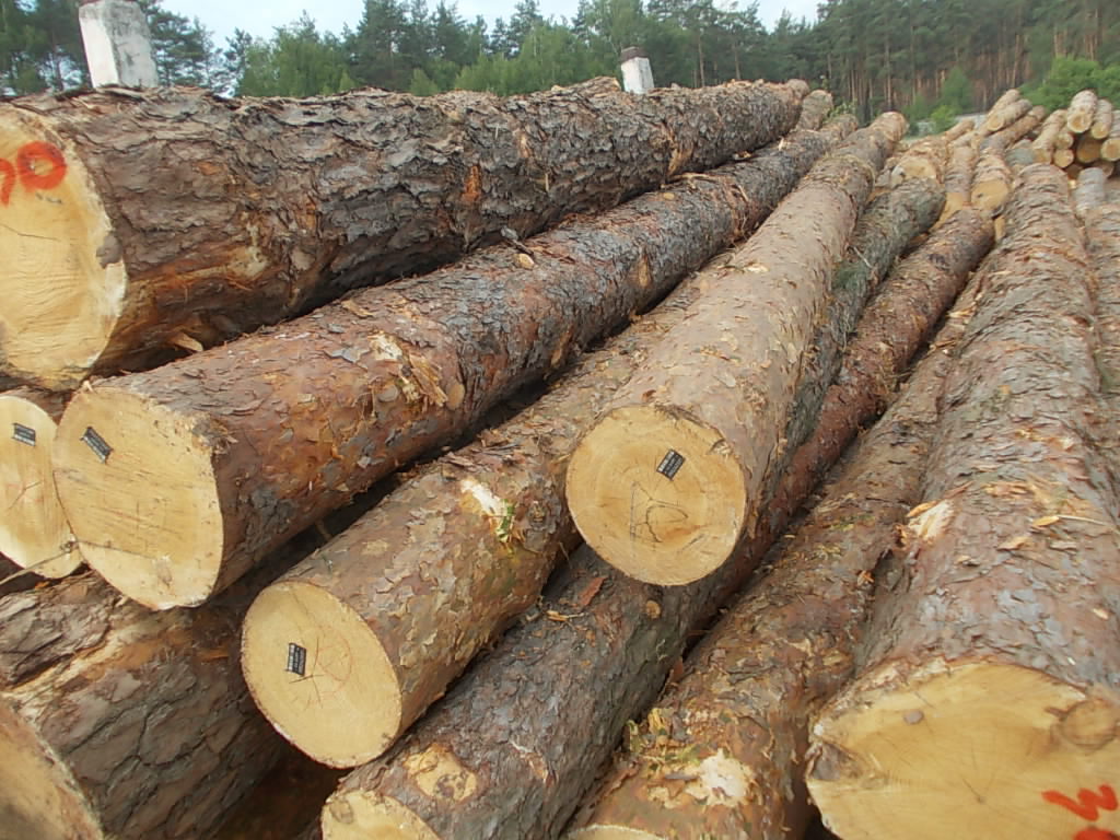 pine logs