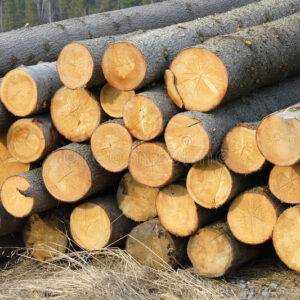 Spruce Logs