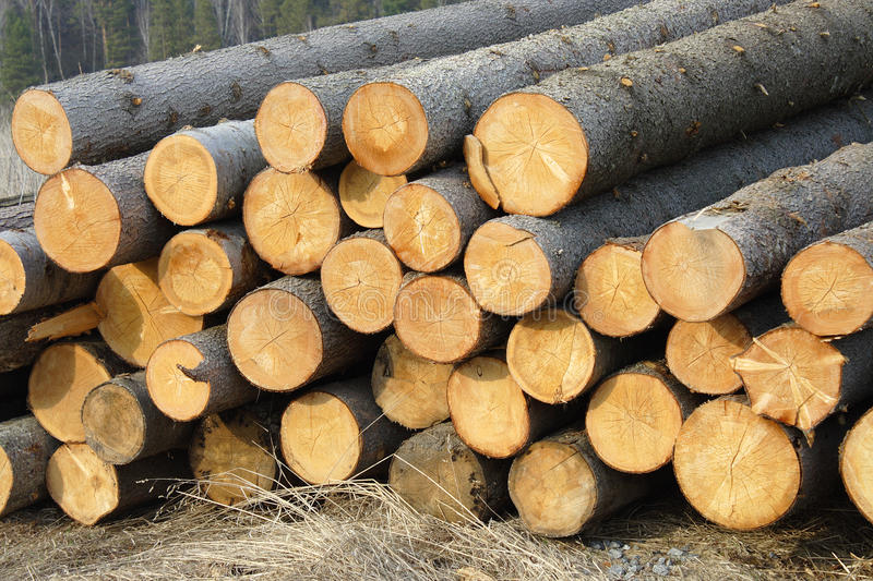 stacks-spruce-logs-22286673